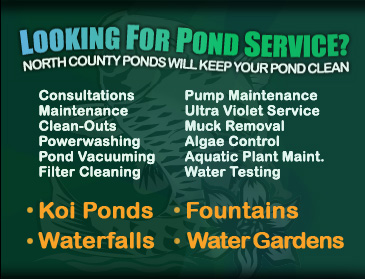 San Diego Pond Service, North County Ponds, North County Pond Service, Rancho Santa Fe Pond Service, Koi Pond, North County Pond Cleaning